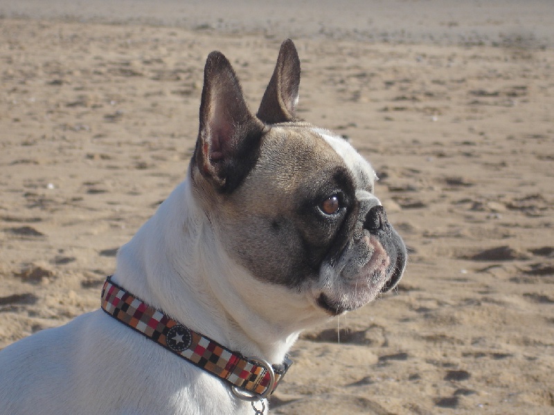 D'june de la vallee de l'iroise