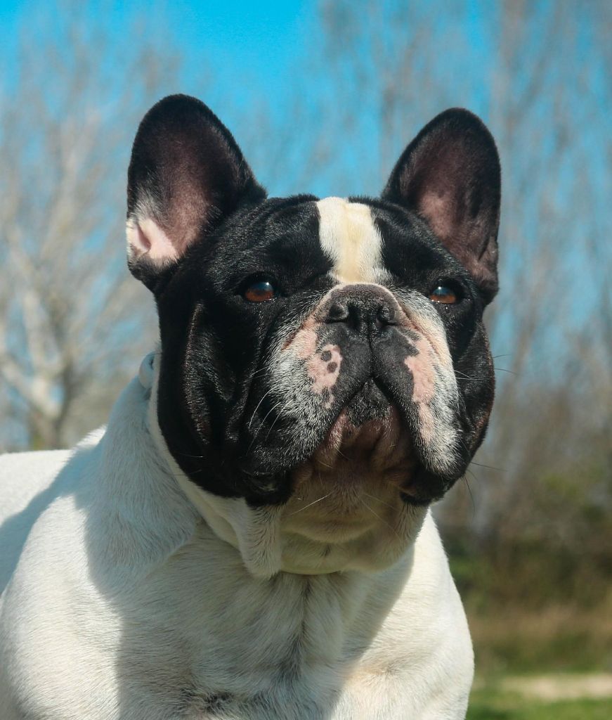 Jules de la vallee de l'iroise